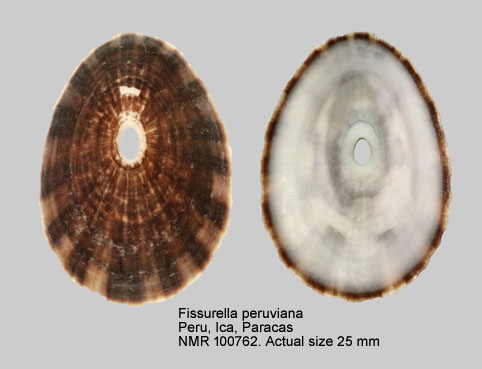 Fissurella peruviana (2).jpg - Fissurella peruviana Lamarck,1822